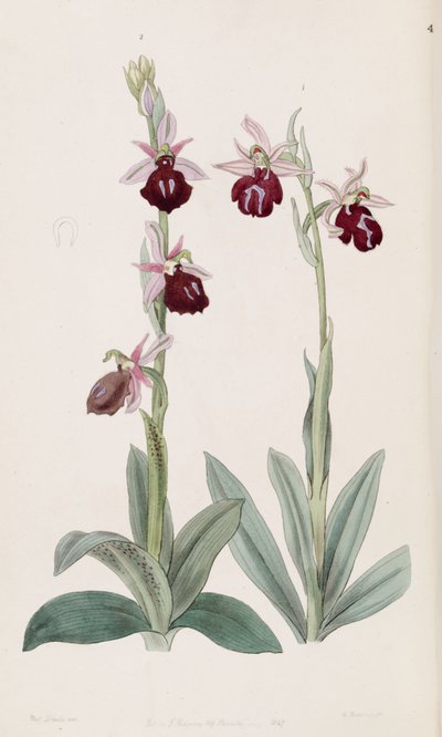 Ophrys ferrum-equinum and Ophrys bombyliflora by Miss Drake